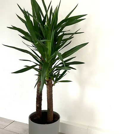 Apartament Sonnenglanz Auf Der Vierten Duisburg